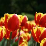 亚洲嫩模在线观看 1mbwh1