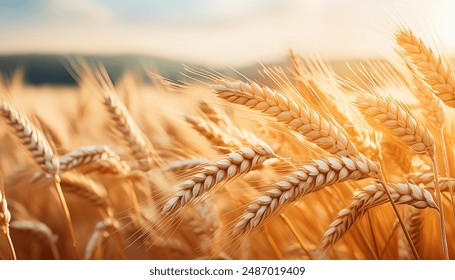 成版人视频app破解版