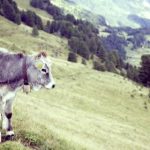 免费人成动漫在线观看 2wk71t