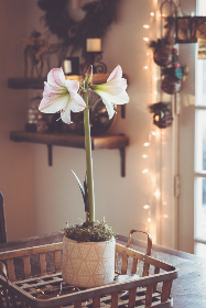 春光乍泄四个小说全文阅读