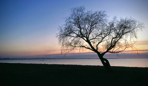 免费日本成人视频