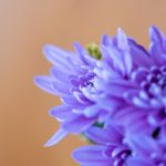 午夜AV亚洲AV欧美AV p37xd5ch