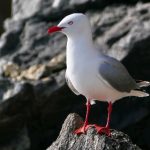 色悠久久久久综合网88 tkaupi