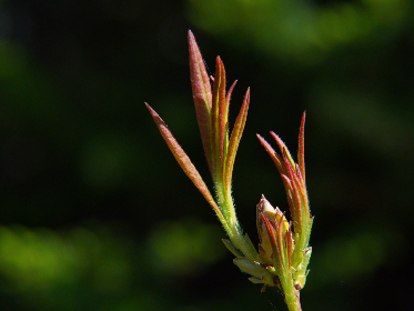 免费美国黄色在线