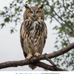 加勒比精品无码合集 zug62hsy