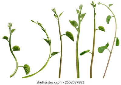 tickle变态折磨欧美video：探索另类趣味与心理游戏的奇妙世界