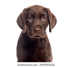 全面解析98堂视频播放器软件更新的最新功能与优化