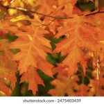 吃瓜不打烊怎么不能看了 漫画:揭示生活中的那些搞笑瞬间与无奈时刻 47vojrh