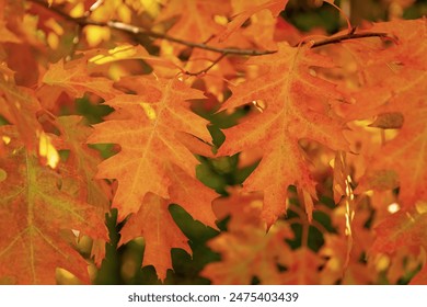 吃瓜不打烊怎么不能看了 漫画：揭示生活中的那些搞笑瞬间与无奈时刻