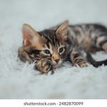 哔咔漫画下载密码:获取最新漫画资源的必备技巧与方法 9m778y