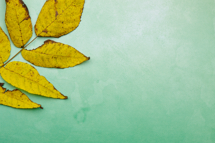 学习资料下载：全面提升学习效率的优质资源分享