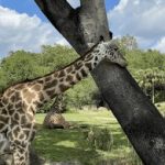 快猫视频:畅享高清影视,尽在掌握之中 wqkddfmdl1