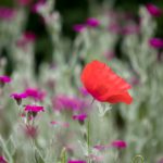 探索Youguang Zhang的艺术世界与创作理念 0dz0z