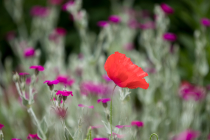 探索Youguang Zhang的艺术世界与创作理念