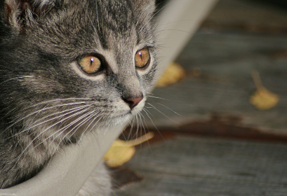 探索古诗词文网：传承中华文化的瑰宝