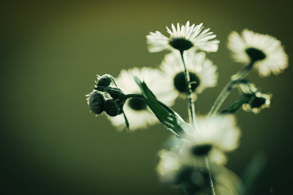 探索磁力柠檬入口的无限可能与乐趣