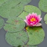 探索青青久草原在线视频的魅力与精彩 j98314