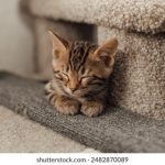 探索微博官网的功能与使用技巧,畅享社交新体验 rd6erq7