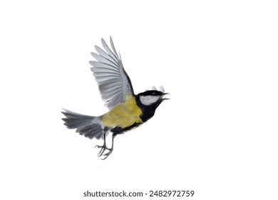 探索palipali.com：您的在线购物新天地