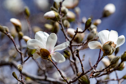 探索绿色导航永久地址的未来发展与应用